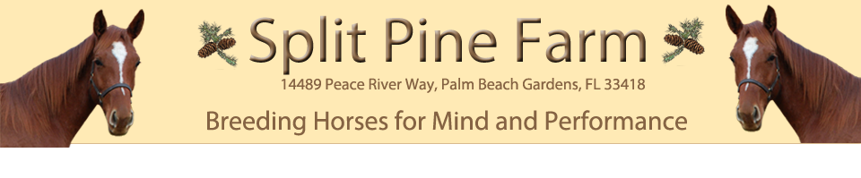 Split Pine Farm horse sales